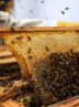 ۳۷۲ هزار کیلوگرم عسل امسال در قم تولید شد