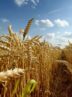 طرح کشت قراردادی در ۴۰ درصد از مزارع گندم قم اجرا شد