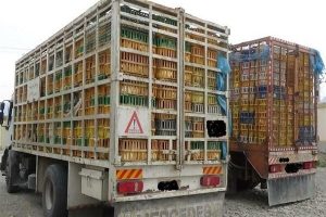 فرمانده انتظامی لرستان خبر داد :توقیف ۸ کامیون حامل 10 هزار قطعه مرغ زنده خارج از شبکه توزیع در بروجرد
