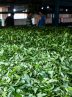 رشد ۷ درصدی خرید برگ سبز چای/ ۵۰ درصد مطالبات پرداخت شد