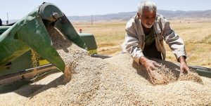 مدیرکل تعاون روستایی استان خبر داد؛ خرید یک هزار و ۷۰۰ تن گندم بذری از کشاورزان لرستان