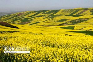 مدیر تعاون روستایی لرستان: بیش از ۱۵۰ تن دانه روغنی گلرنگ از کشاورزان استان خریداری شد