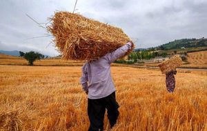 ۹۹ درصد مطالبات کشاورزان گندم‌کار قم پرداخت شد