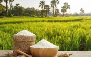 اقدامات اولیه دولت برای خرید و کشت برنج ایرانی