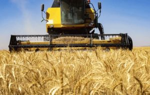 وزیر جهاد کشاورزی: بیش از ۱۰ میلیون تُن گندم امسال از کشاورزان خریداری شد