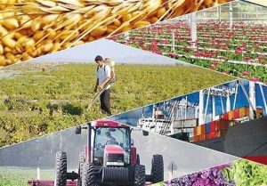 رئیس سازمان جهاد کشاورزی استان خبر داد؛ افزایش تسهیلات طرح جهش تولید در لرستان