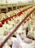 جوجه ریزی در واحدهای پرورش مرغ قم ۱۲۲ درصد افزایش یافت