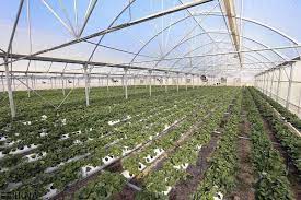 رئیس سازمان جهاد کشاورزی استان خبر داد؛ رشد ۷۷ درصدی اعتبارات جهاد کشاورزی لرستان
