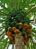 توافق ایران و مالزی برای توسعه کشت میوه‌های گرمسیری، پالم و برنج