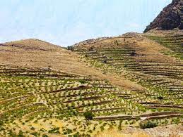 رئیس سازمان جهاد کشاورزی استان تاکید کرد؛توسعه باغات در اراضی شیب دار لرستان اولویت سازمان جهاد کشاورزی