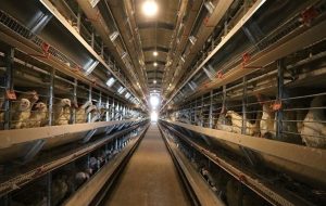 تولید ۴۴ هزار تن مرغ در طول امسال در استان البرز