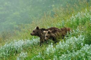 مدیرکل حفاظت محیط زیست لرستان خبر داد؛  ثبت همزمان تصویر چهار قلاده خرس قهوه‌ای توسط محیط‌بانان منطقه حفاظت شده اشترانکوه