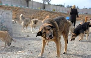 جمع‌آوری ۱۵۰ سگ بدون صاحب از سطح نصیرشهر