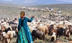 رییس اداره امور عشایر بروجرد ؛ ۷۰۰ خانوار عشایر این شهرستان سالانه بیش از یک هزارتن فرآورده گوشتی تولید می کنند