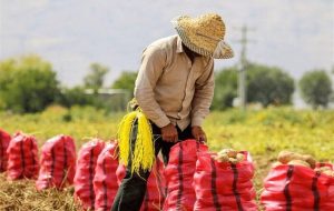 رفع موانع گمرکی و لجستیکی در تجارت کشاورزی و غذا