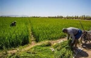 اختصاص کود یارانه‌ای در استان تهران بر اساس رعایت الگوی کشت