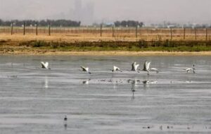 حق‌آبه تالاب صالحیه دریافت شد