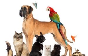 مخاطرات حیوانات خانگی برای مردم با ۳ بیماری کشنده!