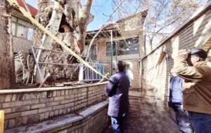 ۳ برنامه دانشگاه تهران برای حفاظت از درخت چنار کهنسال برغان