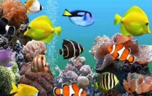 صادرات ۶۸۱ هزار قطعه آبزی زینتی از البرز