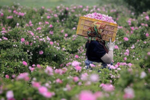 آغاز برداشت گل محمدی از مزارع بروجرد
