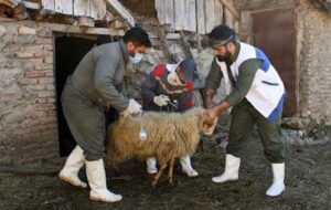 جهاد دامپزشکی؛ بلوغ‌یافته و آتش به اختیار در بحران‌ها