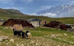 دام‌‌های عشایر ورامینی قربانی فاضلاب کارخانه‌های آلاینده