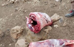 کشف لاشه ۳۸ گراز؛ شناسایی مرکز فرآوری گوشت گراز در دماوند