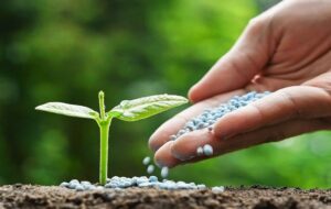 توزیع ۱۶۱۵ تن کود کشاورزی در استان البرز