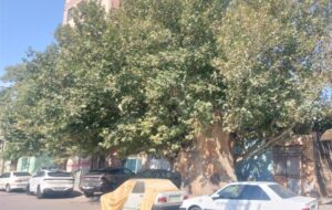 بی‌مهری به میراث سبز نسیم‌شهر؛ درخت تاریخ‌ساز نسیم‌شهر قربانی بی‌تفاوتی امروز!