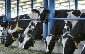 آلوده شدن برخی دامداری های صنعتی استان تهران به تب برفکی