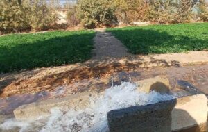 ری الگوی تولید سبزی سالم؛کشت با آب نامتعارف نداریم +فیلم