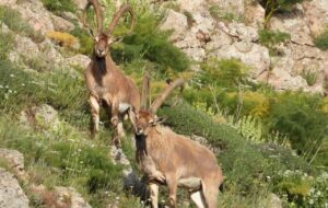 سرشماری حیات وحش البرز با مشارکت مردم