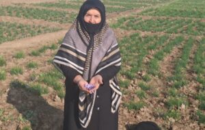 طلای سرخ ایران، دست توانای بانوان البرزی را می‌ستاید