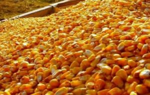 ایران از ۱۵ کشور ذرت دامی می خرد