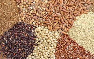 صرفه‌جویی ۱۹۰ میلیون دلاری با توسعه نهاده‌های دامی جایگزین در کشور