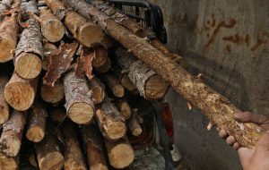 کشف ۲۰۰ میلیارد ریالی چوب قاچاق در پردیس