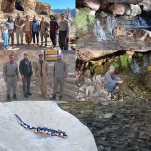 مدیرکل حفاظت محیط‌زیست استان مطرح کرد؛ ایجاد پاسگاه‌های سیار محیط‌بانی برای حفاظت از گونه «سمندر» لرستانی